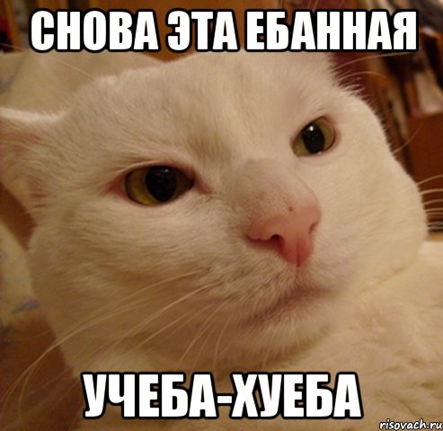 снова эта ебанная учеба-хуеба, Мем Дерзкий котэ