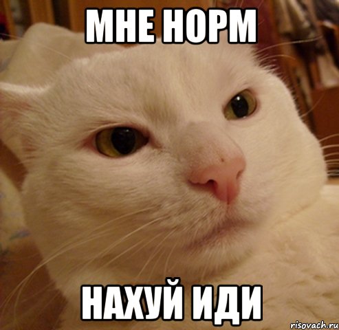 мне норм нахуй иди, Мем Дерзкий котэ