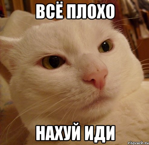 всё плохо нахуй иди, Мем Дерзкий котэ