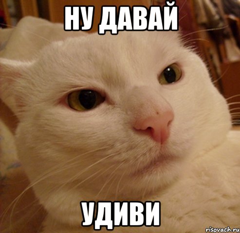 ну давай удиви, Мем Дерзкий котэ