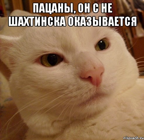 пацаны, он с не шахтинска оказывается , Мем Дерзкий котэ