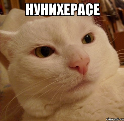 нунихерасе , Мем Дерзкий котэ