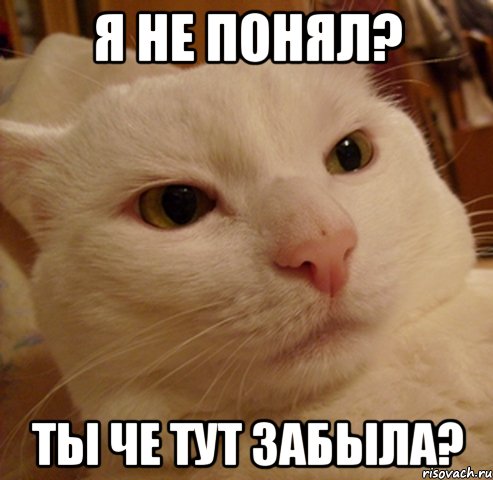 я не понял? ты че тут забыла?, Мем Дерзкий котэ