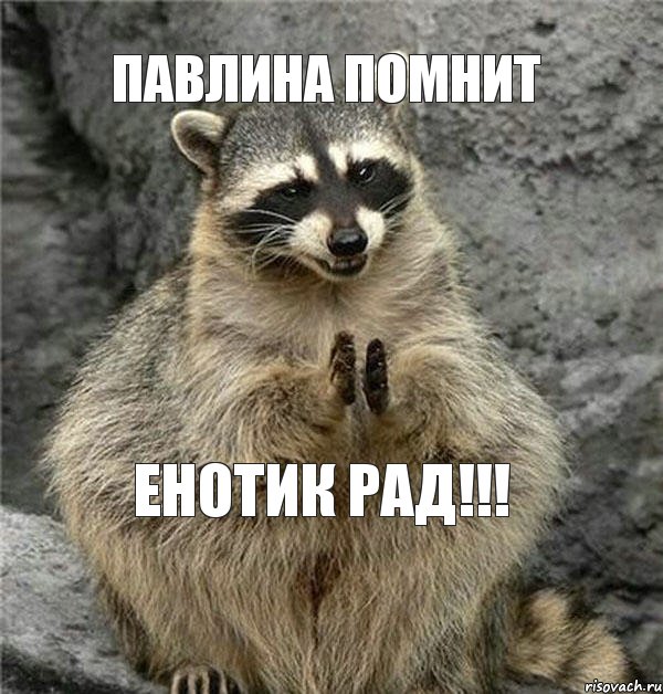 павлина помнит енотик рад!!!