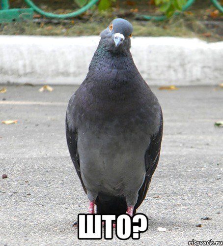  што?