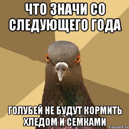 что значи со следующего года голубей не будут кормить хледом и семками, Мем голубь