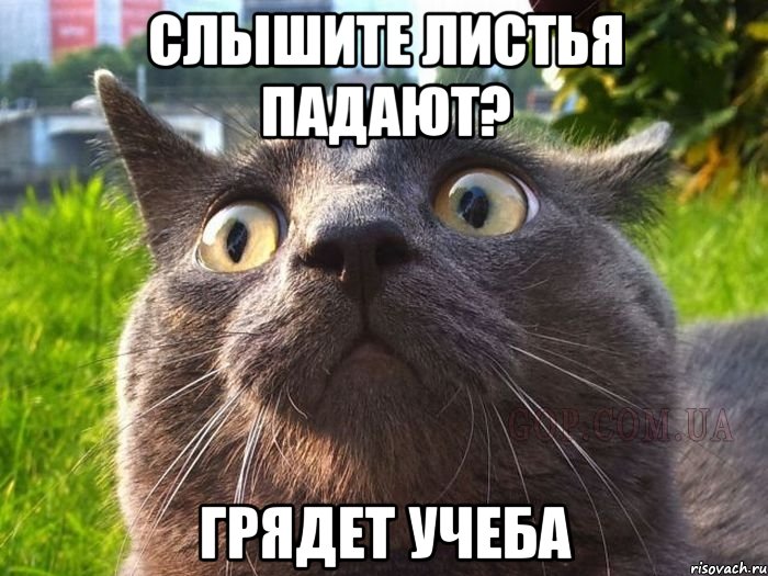 слышите листья падают? грядет учеба