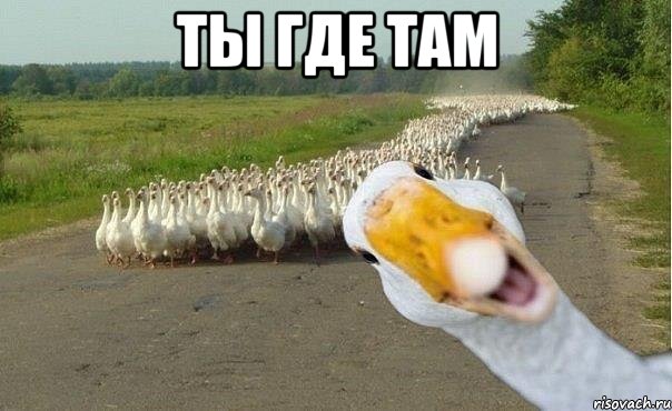 ты где там , Мем гуси