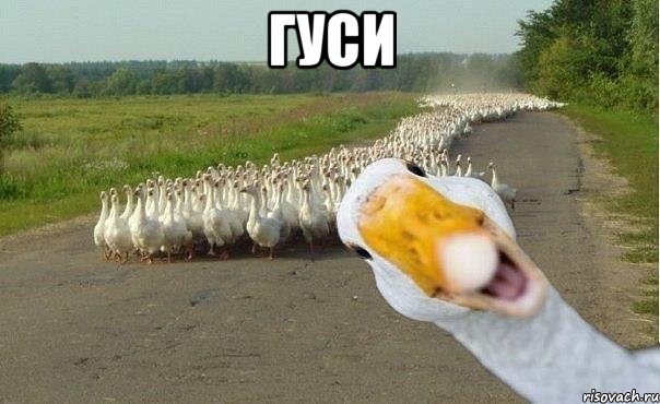 гуси , Мем гуси