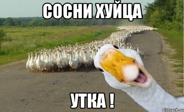 сосни хуйца утка !, Мем гуси