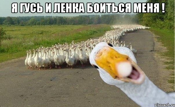 я гусь и ленка боиться меня ! , Мем гуси