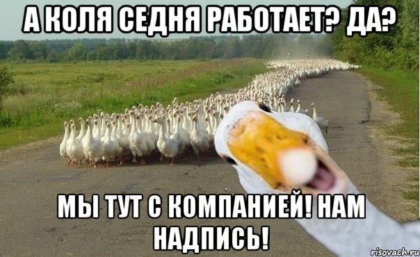 а коля седня работает? да? мы тут с компанией! нам надпись!, Мем гуси