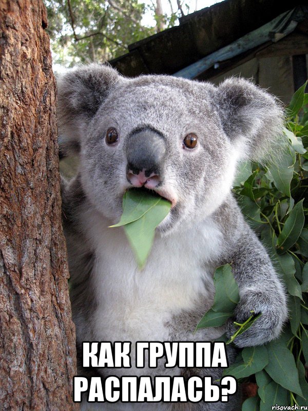  как группа распалась?, Комикс коала