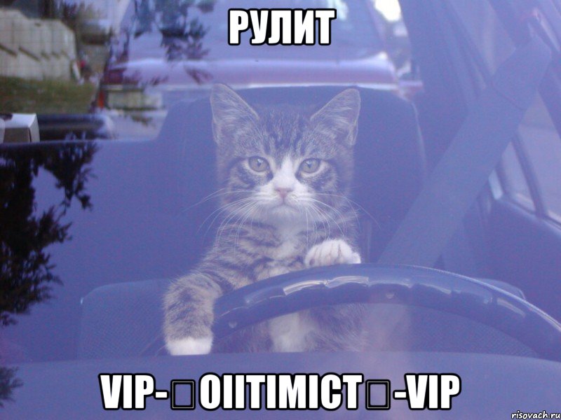 рулит vip-★oiitimict★-vip, Мем Кот за рулем
