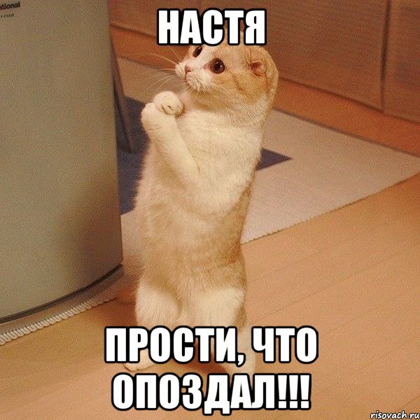 настя прости, что опоздал!!!, Мем  котэ молится