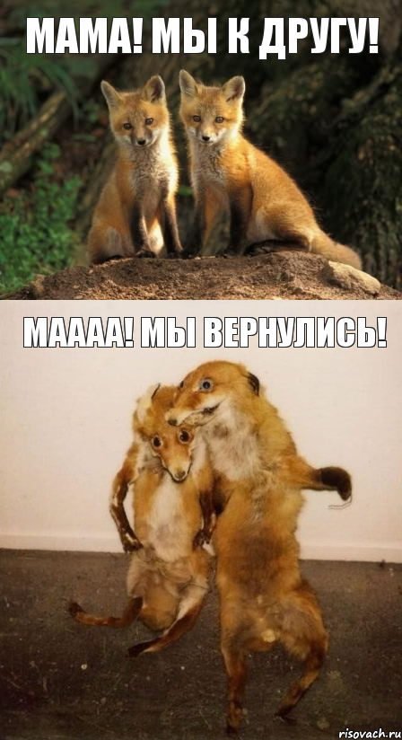 мама! мы к другу! маааа! мы вернулись!, Комикс Лисицы