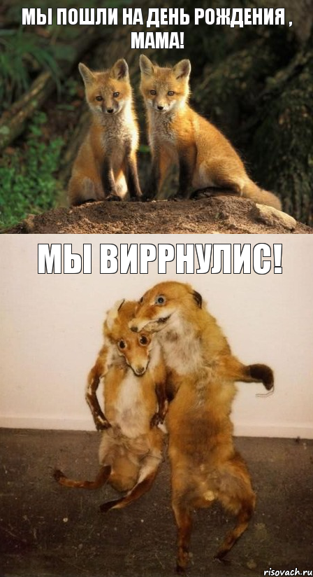 мы пошли на день рождения , мама! мы виррнулис!, Комикс Лисицы