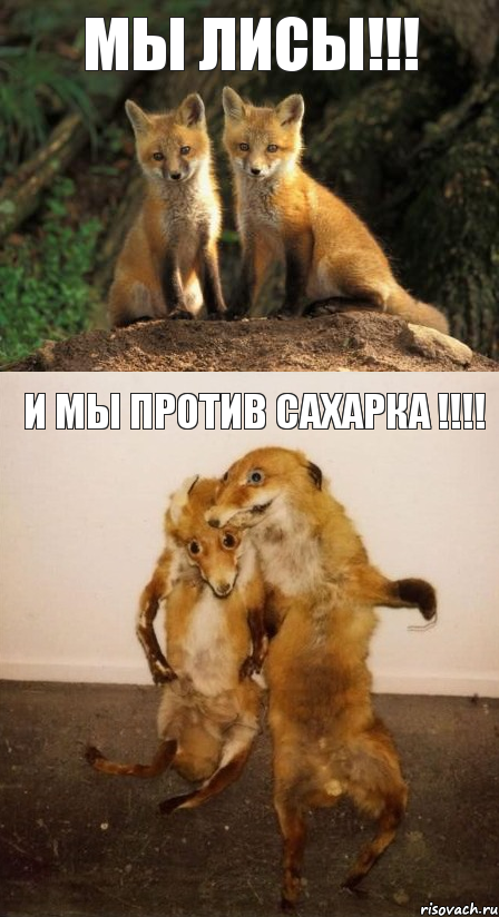 Мы ЛИСЫ!!! И мы против САХАРКА !!!, Комикс Лисицы