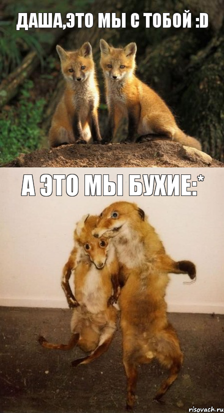 Даша,это мы с тобой :D А это мы бухие:*, Комикс Лисицы