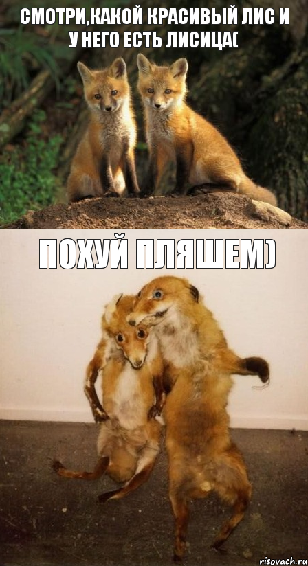 смотри,какой красивый лис и у него есть лисица( похуй пляшем), Комикс Лисицы