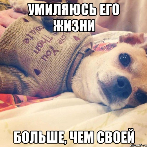 умиляюсь его жизни больше, чем своей, Мем Мимими dog