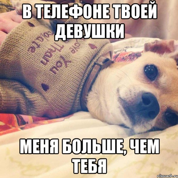 в телефоне твоей девушки меня больше, чем тебя, Мем Мимими dog