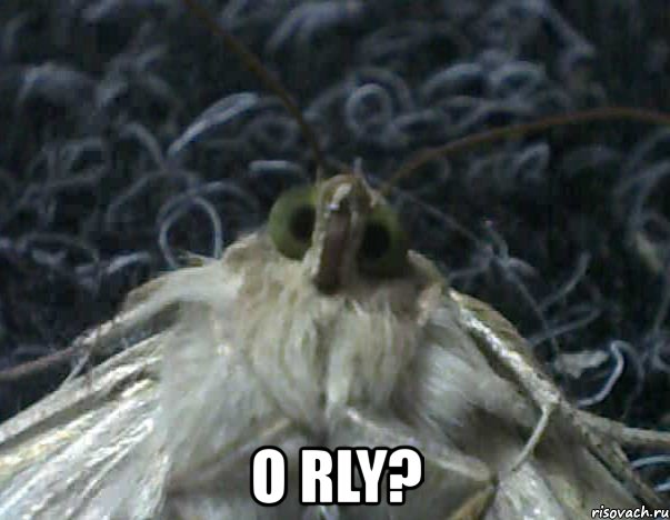  o rly?