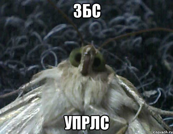 збс упрлс