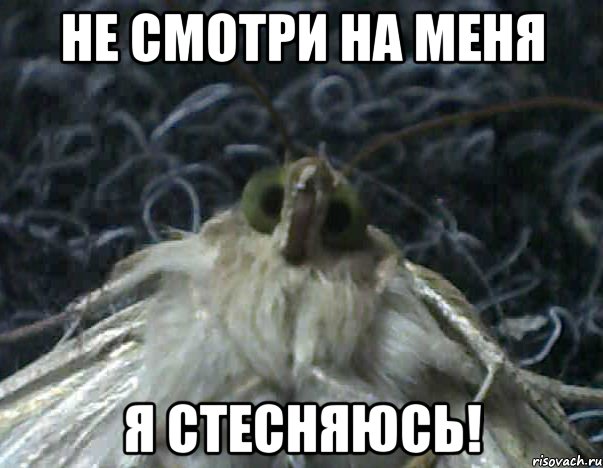 не смотри на меня я стесняюсь!
