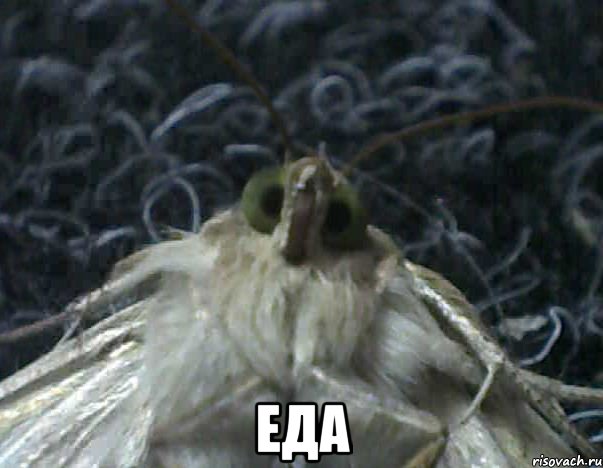  еда