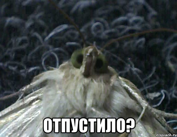  отпустило?, Мем Мнительный бабык