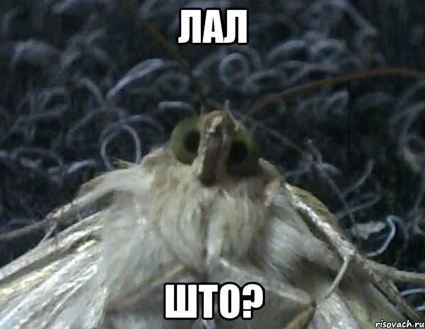 лал што?, Мем Мнительный бабык