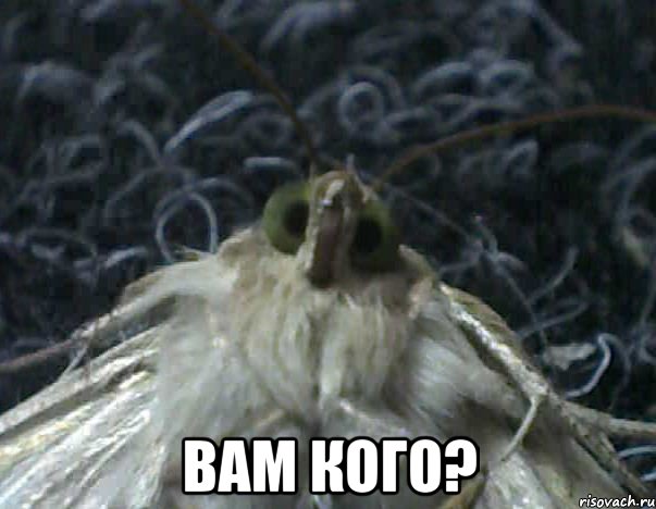  вам кого?, Мем Мнительный бабык