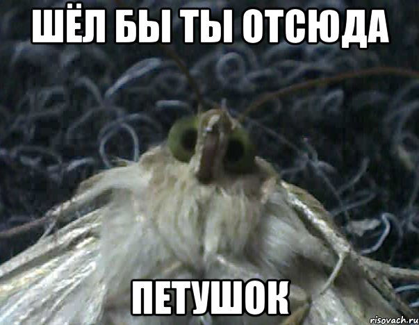 шёл бы ты отсюда петушок, Мем Мнительный бабык