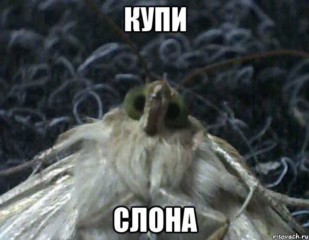 купи слона