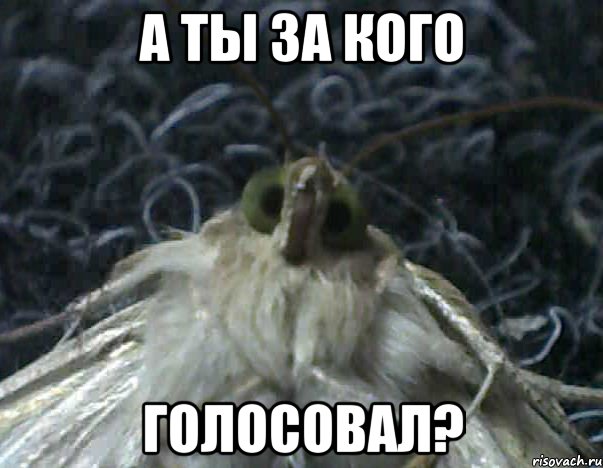 а ты за кого голосовал?, Мем Мнительный бабык