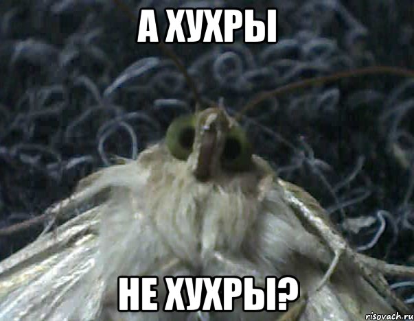 а хухры не хухры?