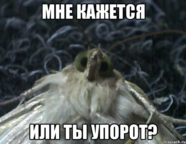 мне кажется или ты упорот?