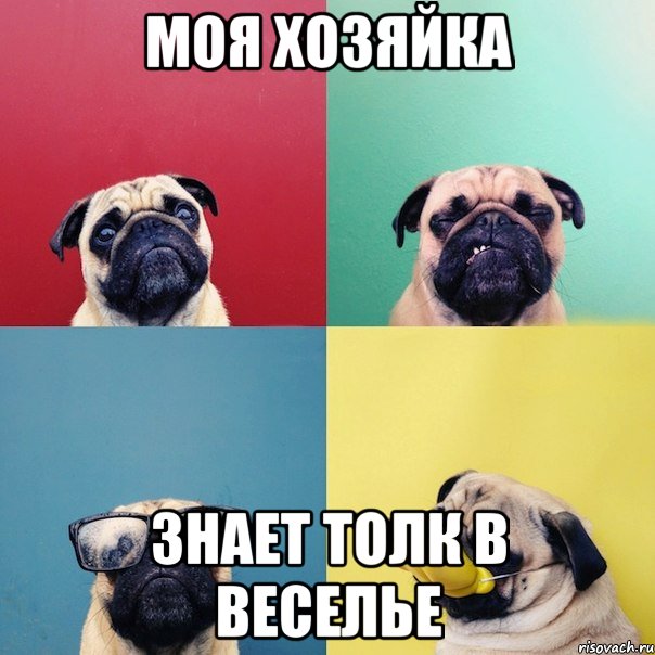 моя хозяйка знает толк в веселье, Мем мопс