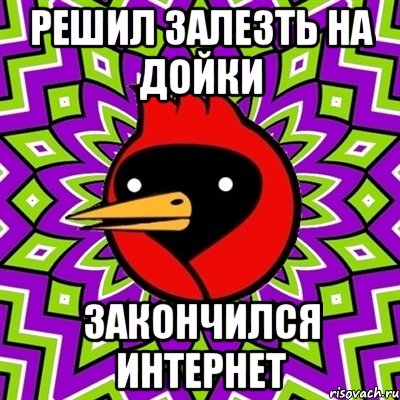 решил залезть на дойки закончился интернет, Мем Омская птица