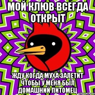 мой клюв всегда открыт жду когда муха залетит чтобы у меня был домашний питомец, Мем Омская птица