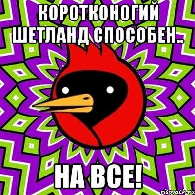 коротконогий шетланд способен.. на все!, Мем Омская птица
