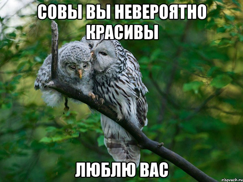 совы вы невероятно красивы люблю вас, Мем п