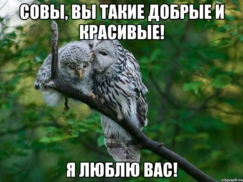 совы, вы такие добрые и красивые! я люблю вас!, Мем п