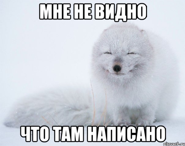 мне не видно что там написано, Мем Песец
