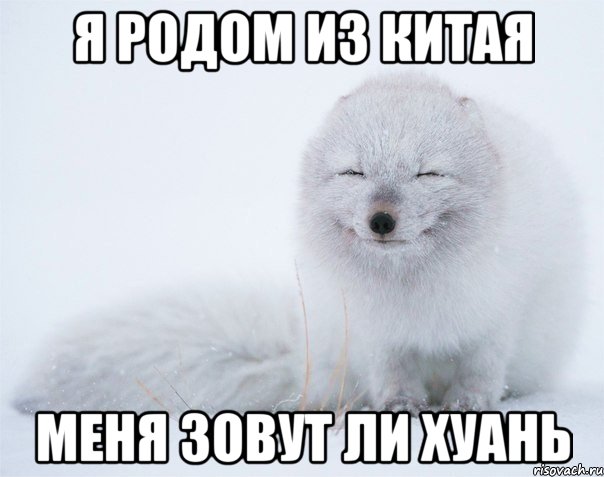 я родом из китая меня зовут ли хуань, Мем Песец