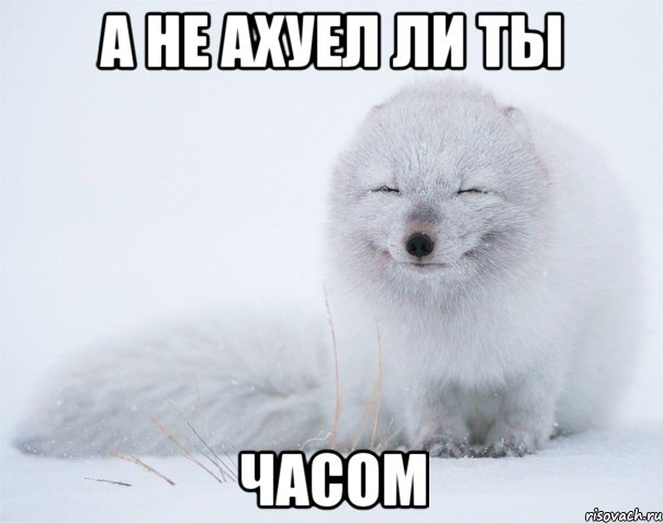а не ахуел ли ты часом, Мем Песец
