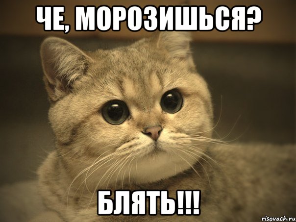 че, морозишься? блять!!!, Мем Пидрила ебаная котик