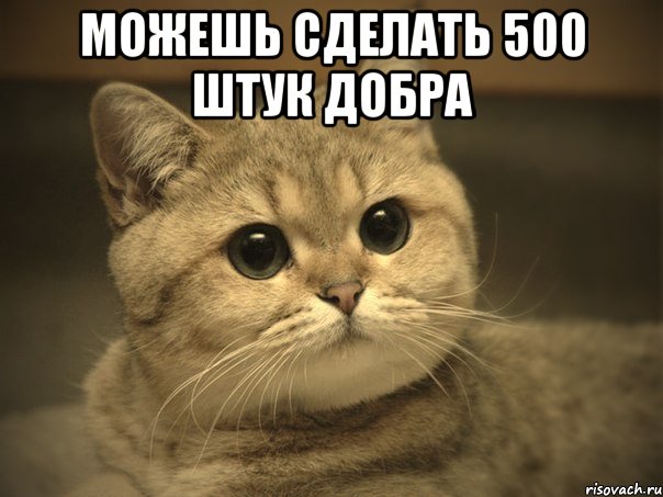 можешь сделать 500 штук добра , Мем Пидрила ебаная котик