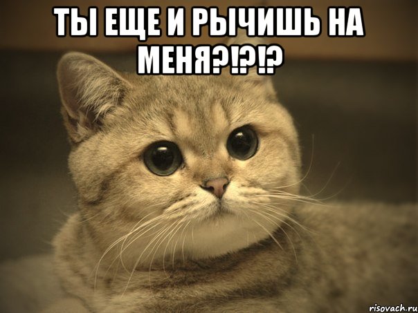 ты еще и рычишь на меня?!?!? , Мем Пидрила ебаная котик